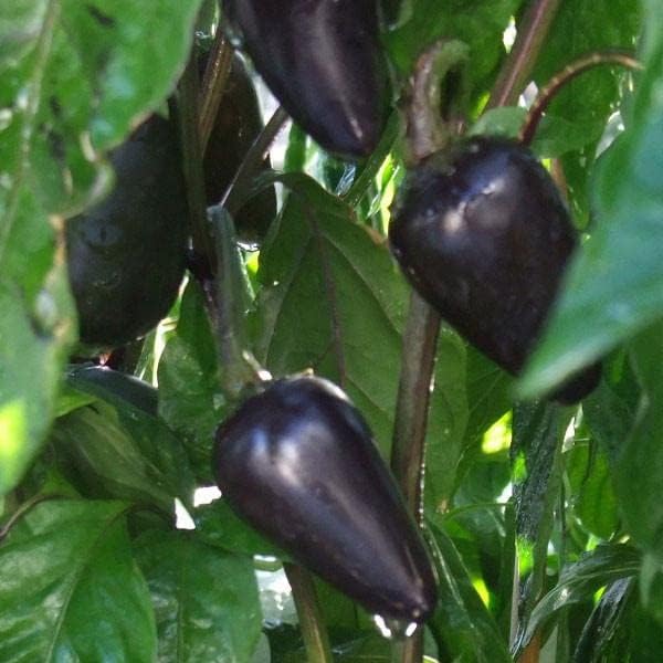 Pepper Joe’s Paquete de 3 semillas de jalapeño  3 variedades esenciales de jalapeño para cultivar en tu jardín  Jalapeno temprano, jalapeño
