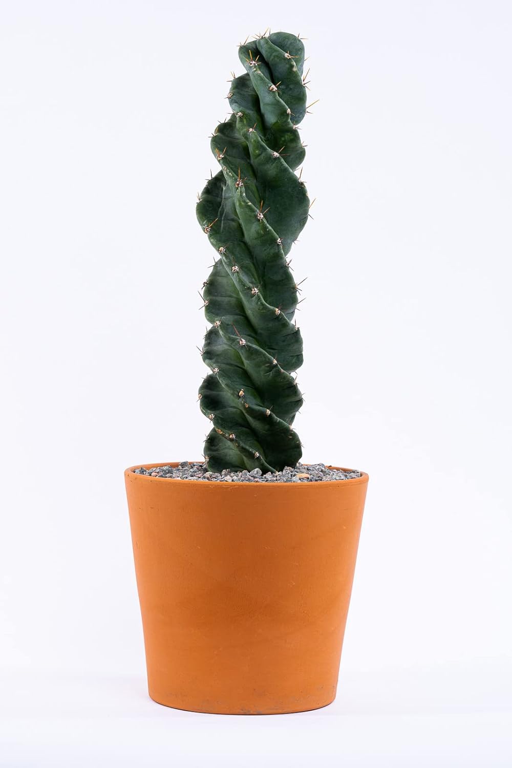 Cactus espiral  Cereus forbesii ‘Spiralis’  Suculenta rara retorcida  Cactus Tornado  Plantas de interior con raíces vivas (9 pulgadas)