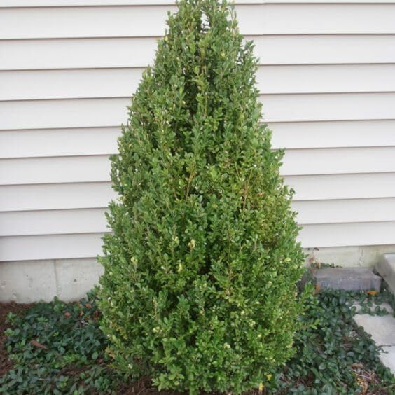 Green Mountain Boj  2 plantas vivas de tamaño galón  Elegante árbol de hoja perenne en forma de pirámide, ideal para topiario y paisajismo,