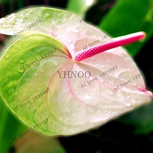 Semillas frescas de plantas de anturio 100pcs para plantar azul cielo azul