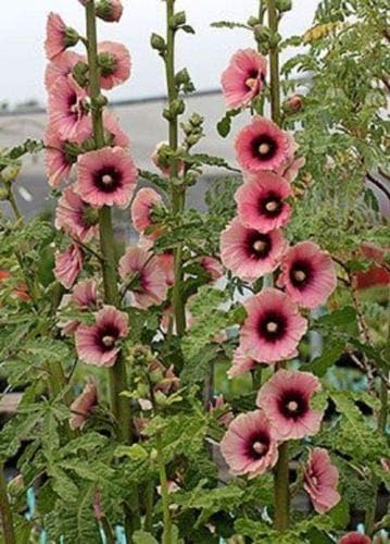 50 Semillas Bi-Color Rosa Hollyhock Semillas Perenne Jardín Semillas Flores Semillas Flor