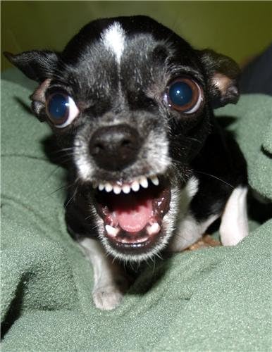 ConversationPrints KILLER CHIHUAHUA GLOSSY Póster Foto enojado loco divertido lindo perro cachorro