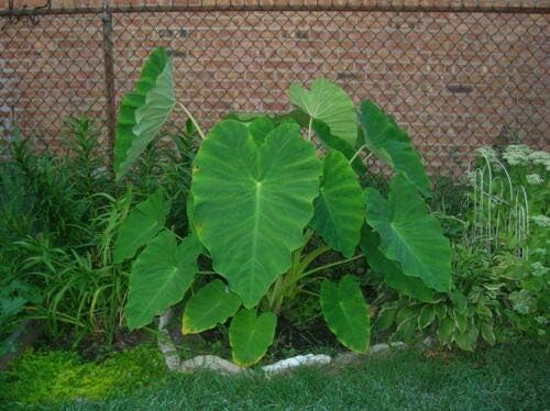 15 bulbos listos para crecer Colocasia Esculenta Elefante Oreja Taro Gabi Kalo Eddo Hojas Árbol Plantación viva