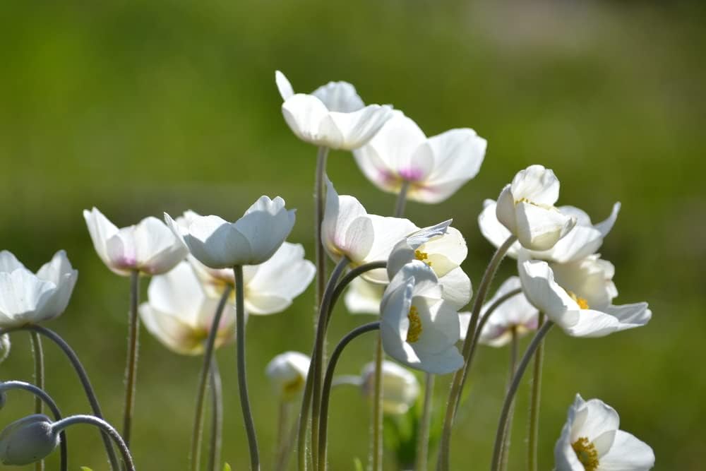 Semillas blancas de amapola de California para plantar “Ivory Castle”, más de 1000 semillas por paquete, semillas de jardín de Isla (semillas de