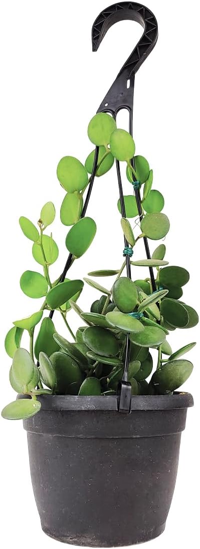 Rare Xerosicyos danguyi ‘Silver Dollar Vine’ (maceta de cultivo de 6 pulgadas)  Planta suculenta rara viva  Planta de interior  Planta de interior
