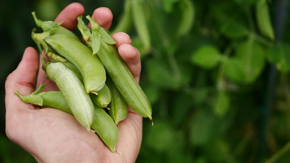 Perfection Semillas de guisantes de jardín de semillas oscuras para plantar, más de 50 semillas tradicionales por paquete, semillas de jardín de