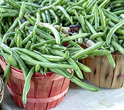 Semillas de frijol de jade para plantar, más de 50 semillas de reliquia por paquete, semillas de jardín de Isla (semillas de jardín de Isla),