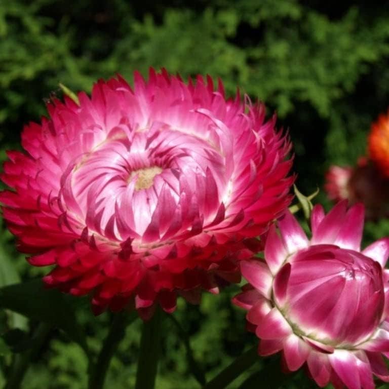 Semillas de fresa, rosa brillante, paquete – Semillas de flores rosablancas, atraen abejas, atraen mariposas, atraen polinizadores, fáciles de