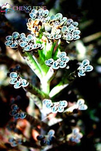 Nuevas semillas frescas de planta Kalanchoe delagoensis azul 100pcs Generic