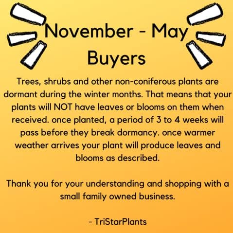 TriStar Plants – Membrillo floreciente Spitfire, maceta comercial de 1 galón, 1 pie de altura – Raíces establecidas – Arbusto de membrillo –