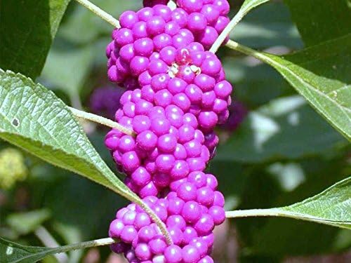 Callicarpa Americana Beautyberry Exótico Florida Native Fruit Bird Seed 30 Semillas