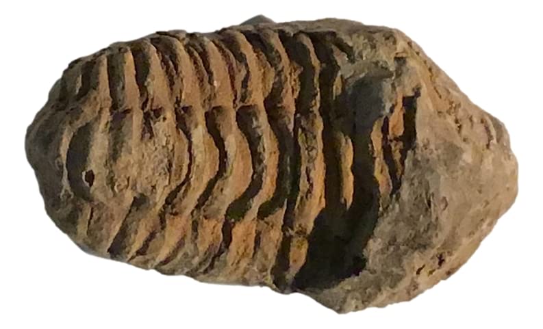 Trilobite fósil genuino de 450 millones de años con diente de dinosaurio de espinosaurio fósil genuino de DINOSAURS ROCK