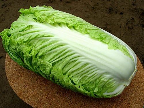 Semillas Verduras Pekín Col China Michelle Green – 100 Semillas