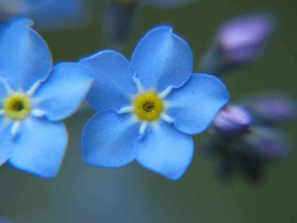 500 Semillas de flores Amabile de Cynoglossum Chinese Forget ME NOT (lengua de sabuesos)