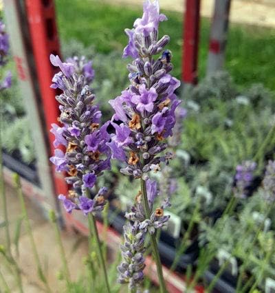 L+ Planta viva de lavanda, Lavandula x Intermedia ‘Provence’, fragante, ideal para jardinería (4 plantas vivas)