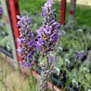 L+ Planta viva de lavanda, Lavandula x Intermedia ‘Provence’, fragante, ideal para jardinerĆa (4 plantas vivas) L+ Planta viva de lavanda, Lavandula x Intermedia ‘Provence’, fragante, ideal para jardinerĆa (4 plantas vivas)