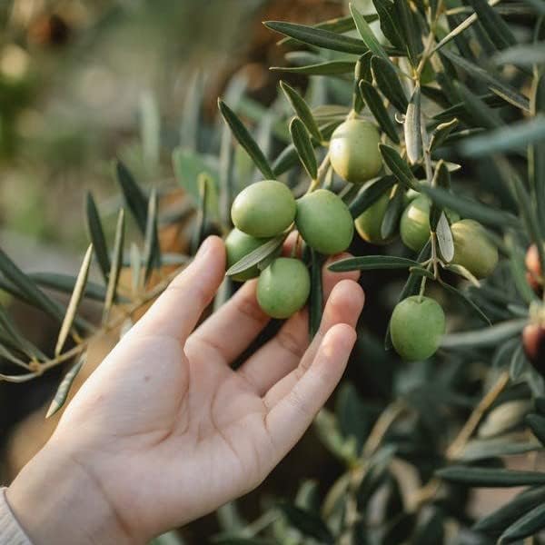 Juego de 4 plantas vivas de olivo “Arbequina”.