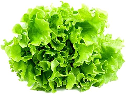 Lechuga de hoja rizada más de 1000 semillas para plantar sin OMG