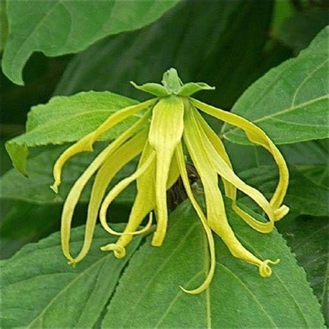 10 semillas perfumadas de Ylang-ylang