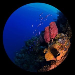 Posterazzi PSTBWA400119ULARGE Obra de arte, grande, multicolor Posterazzi PSTBWA400119ULARGE Obra de arte, grande, multicolor