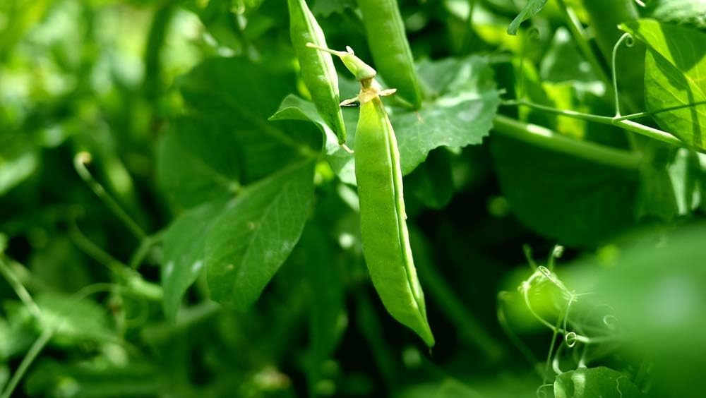 Semillas de guisantes de jardín “Green Arrow” para plantar, más de 50 semillas de reliquia por paquete, semillas de jardín de Isla (semillas de