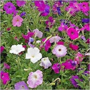 Flower Petunia Enana Mixta FBA-8557 (Multi) 200 Semillas sin OMG, Heirloom Flower Petunia Enana Mixta FBA-8557 (Multi) 200 Semillas sin OMG, Heirloom
