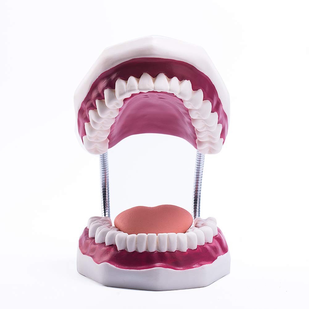 El modelo dental del diente grande 6 veces amplía el modelo de la boca de la dentadura con la lengua movible para la terapia del habla