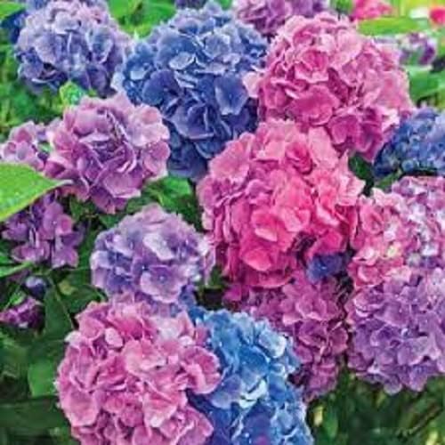 5 LA Dreaming Hydrangea Seeds Perenne Hardy Garden Shrub Bloom Flower