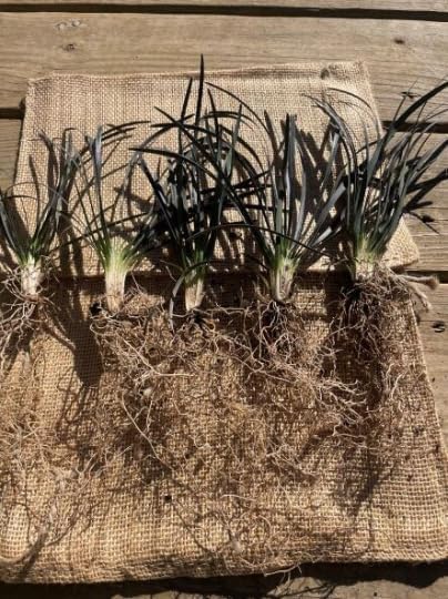 15 plantas de césped decorativas Black Mondo