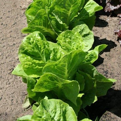 Semillas de Lechuga – Super Jericho MTO Organic – 1,000 Semillas