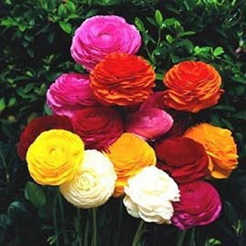 Ranunculus Rainbow Mix – Bulbos de ranúnculo de ranúnculo (no semillas) -10 bombillas