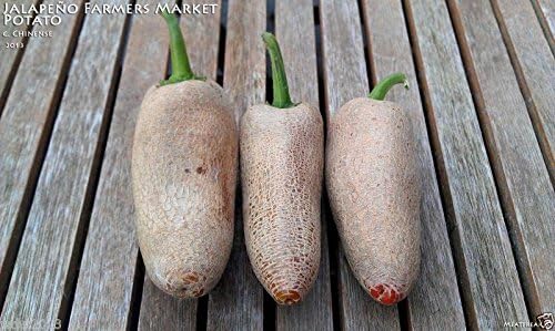 10 Semillas de Jalapeno de Granjero,AkA “piel de papa jalapeno”,Semillas de Pimienta Orgánica