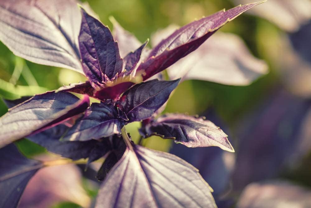 Semillas de albahaca dulce de ópalo oscuro para plantar, más de 500 semillas de hierbas tradicionales por paquete, semillas de jardín de Isla