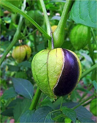 Semillas de tomatillo morado para plantar más de 50 semillas para plantar semillas de jamberry de tomate de cáscara mexicana sin OMG