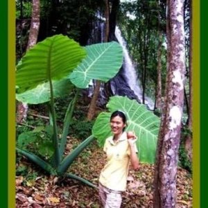 BOMBILLA GIGANTE ELEFANTE OREJA TARO Colocasia gigantea MUY RARO COMERCIAL BOMBILLA GIGANTE ELEFANTE OREJA TARO Colocasia gigantea MUY RARO COMERCIAL