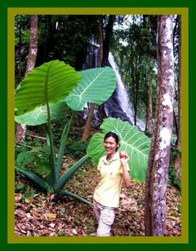 BOMBILLA GIGANTE ELEFANTE OREJA TARO Colocasia gigantea MUY RARO COMERCIAL