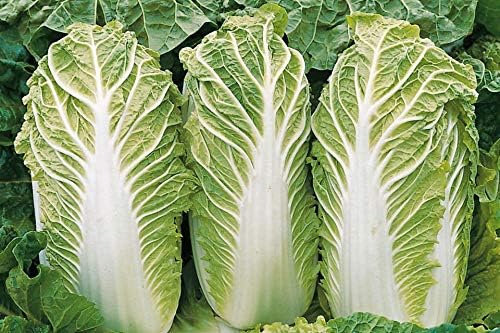 Semillas Verduras Pekín Col China Michelle Green – 100 Semillas