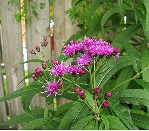 100 semillas de Missouri Ironweed Monarch Flower Native Purple Vernonia Missurica Seeds