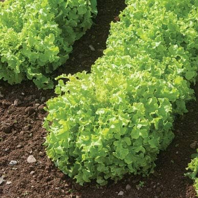 Semillas de lechuga para plantar, más de 1000 semillas de reliquia por paquete, semillas de jardín de Isla (semillas de jardín de Isla), semillas