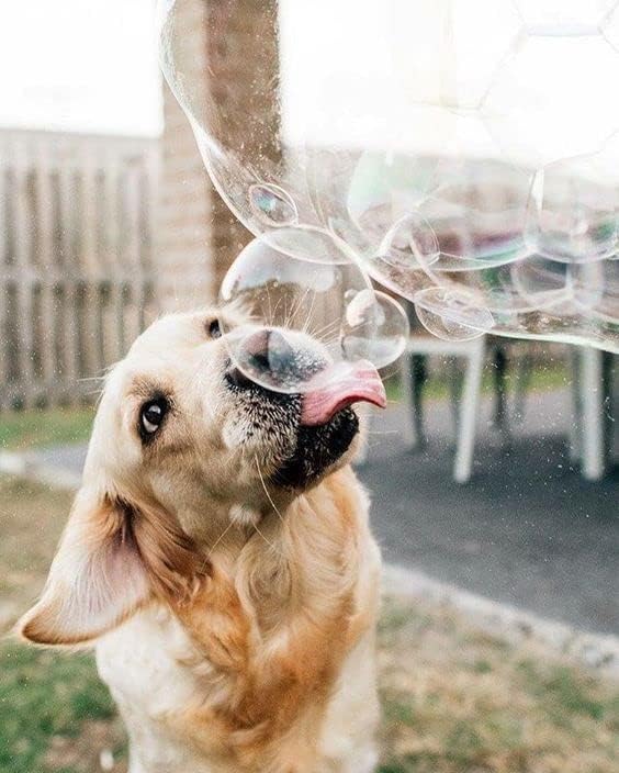 Puppy Love Bubbles, burbujas perfumadas de mantequilla de maní de 4 onzas, paquete de 2 botellas con sabor a mantequilla de maní para perros