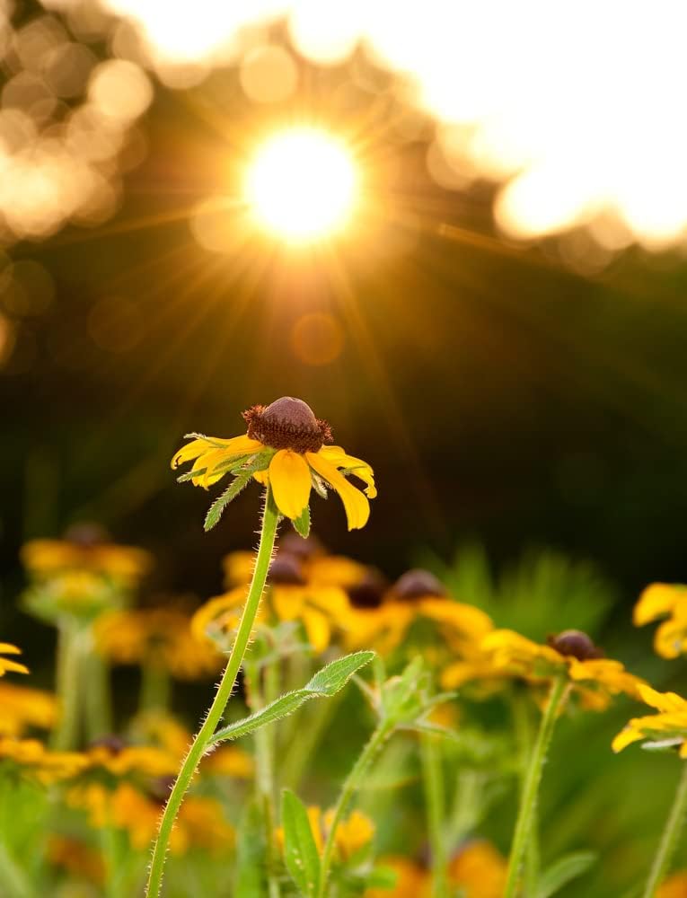 Semillas de flores Susan de ojos marrones para plantar, más de 3000 semillas por paquete, semillas de jardín de Isla (semillas de jardín de Isla),