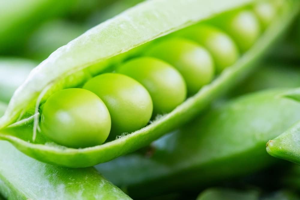 Semillas de guisantes de jardín “Green Arrow” para plantar, más de 50 semillas de reliquia por paquete, semillas de jardín de Isla (semillas de