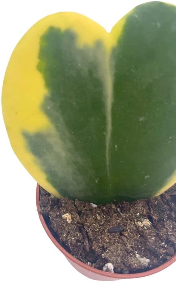 BubbleBlooms Corazón abigarrado de Hoya Kerrii en maceta de 2 pulgadas con planta para el día de la madre