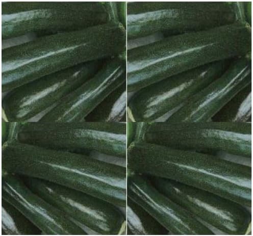Black Beauty calabacinesSemillas de calabaza veranogran saborexcelente sabor erecto plantas58días (250semillas1OZ)
