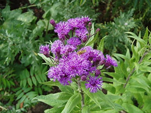 100 semillas de Missouri Ironweed Monarch Flower Native Purple Vernonia Missurica Seeds