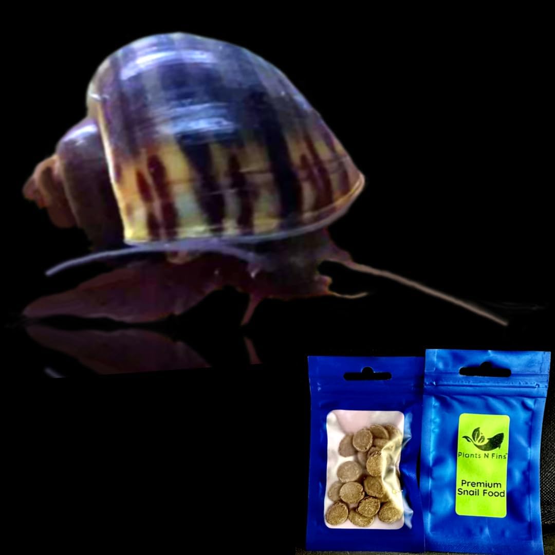 Caracoles misteriosos (paquete de 3) surtidos + muestra de comida  Garantía de llegada viva, caracoles de acuario vivos de agua dulce (negro)