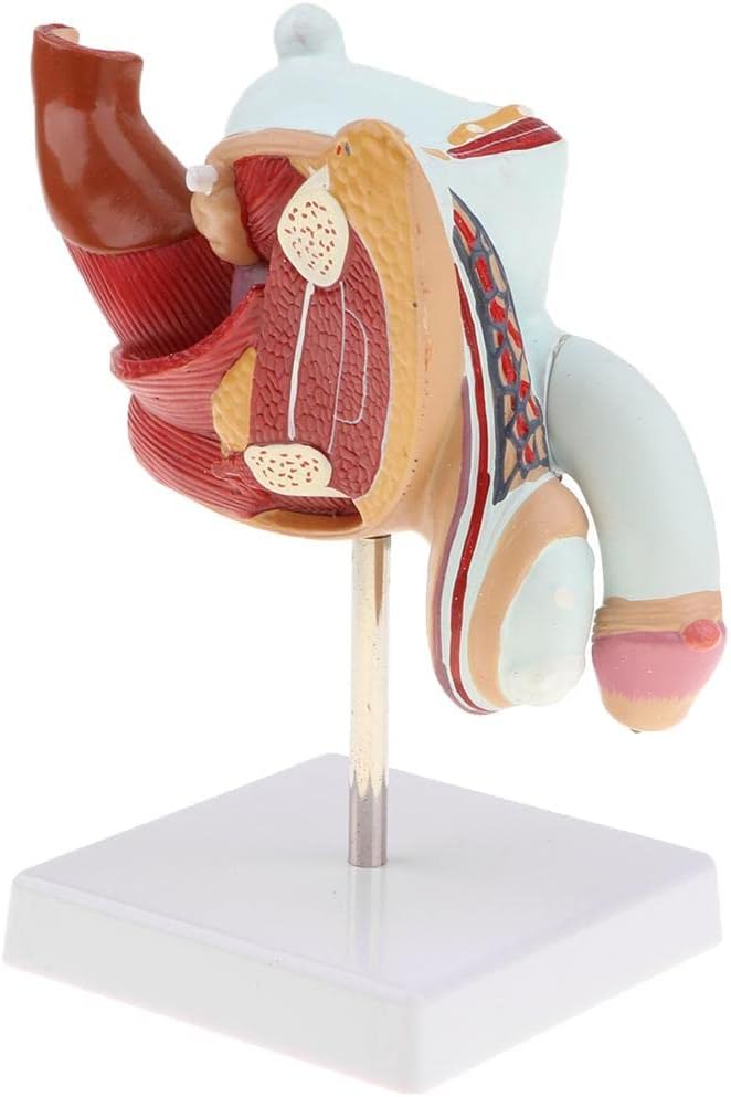 Modelo de sistema urinario de reproducción masculina humana 11 Lifesize