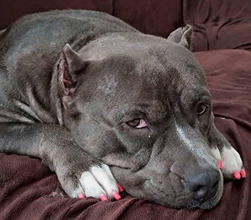 Lápiz de pedicura Warren London Pawdicure, esmalte de uñas para perro, paquete de de 1, Anaranjado Neón