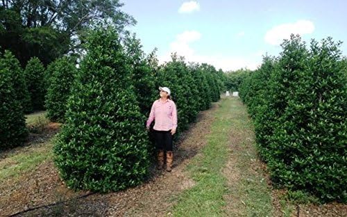 Nellie R. Stevens Holly – 15 plantas vivas – Cobertura de privacidad de hoja perenne