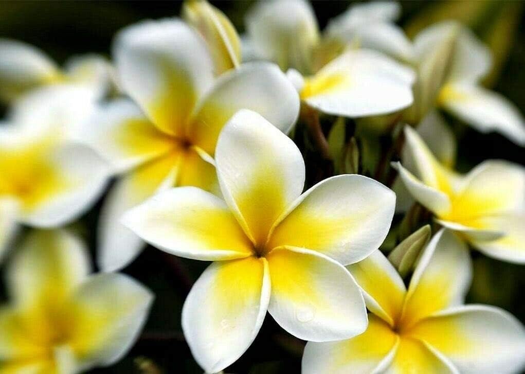 Semillas de Plumeria de Colores Mixtos – Flor Lei Frangipani Mix Rosa Rojo Amarillo Blanco Jocad (10 Semillas)